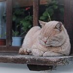 Preparing for divorce and the family pet