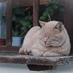 Preparing for divorce and the family pet